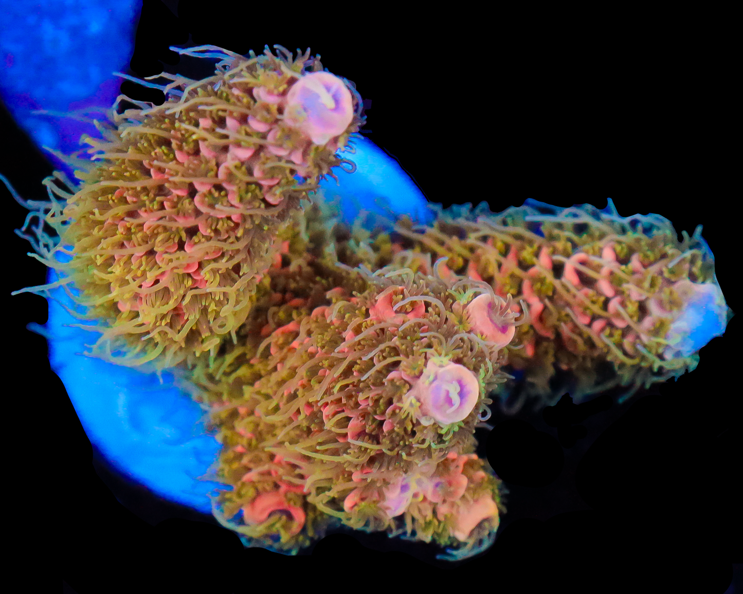 818'S ORANGE DREAM MILLIE