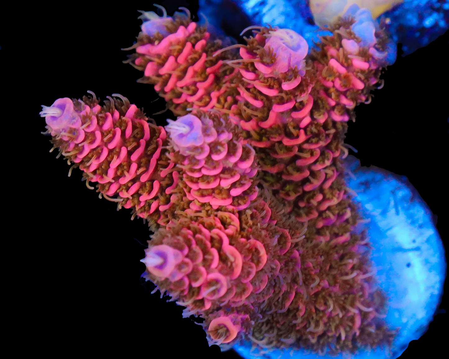 818'S PEACH DREAM MILLIE