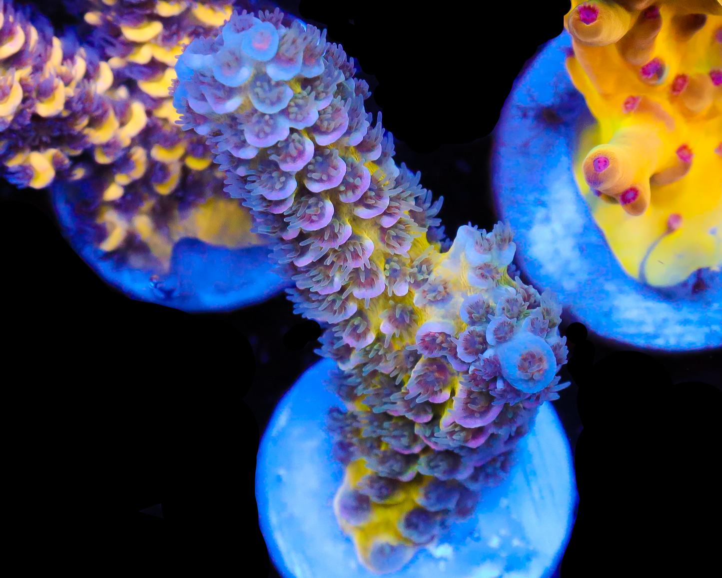 818'S STARDUST TENUIS