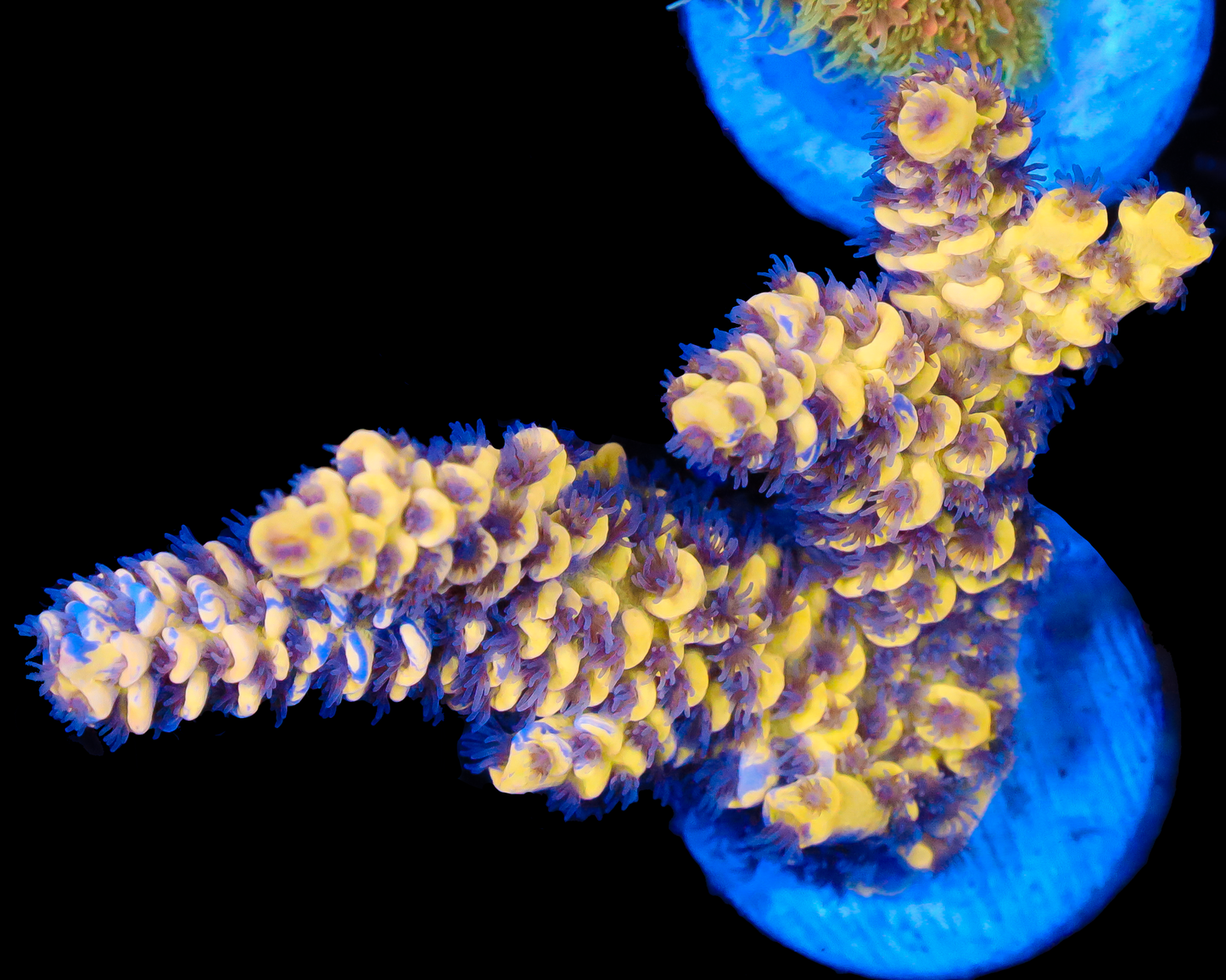 818'S LEMONBERRY SPLICE TENUIS