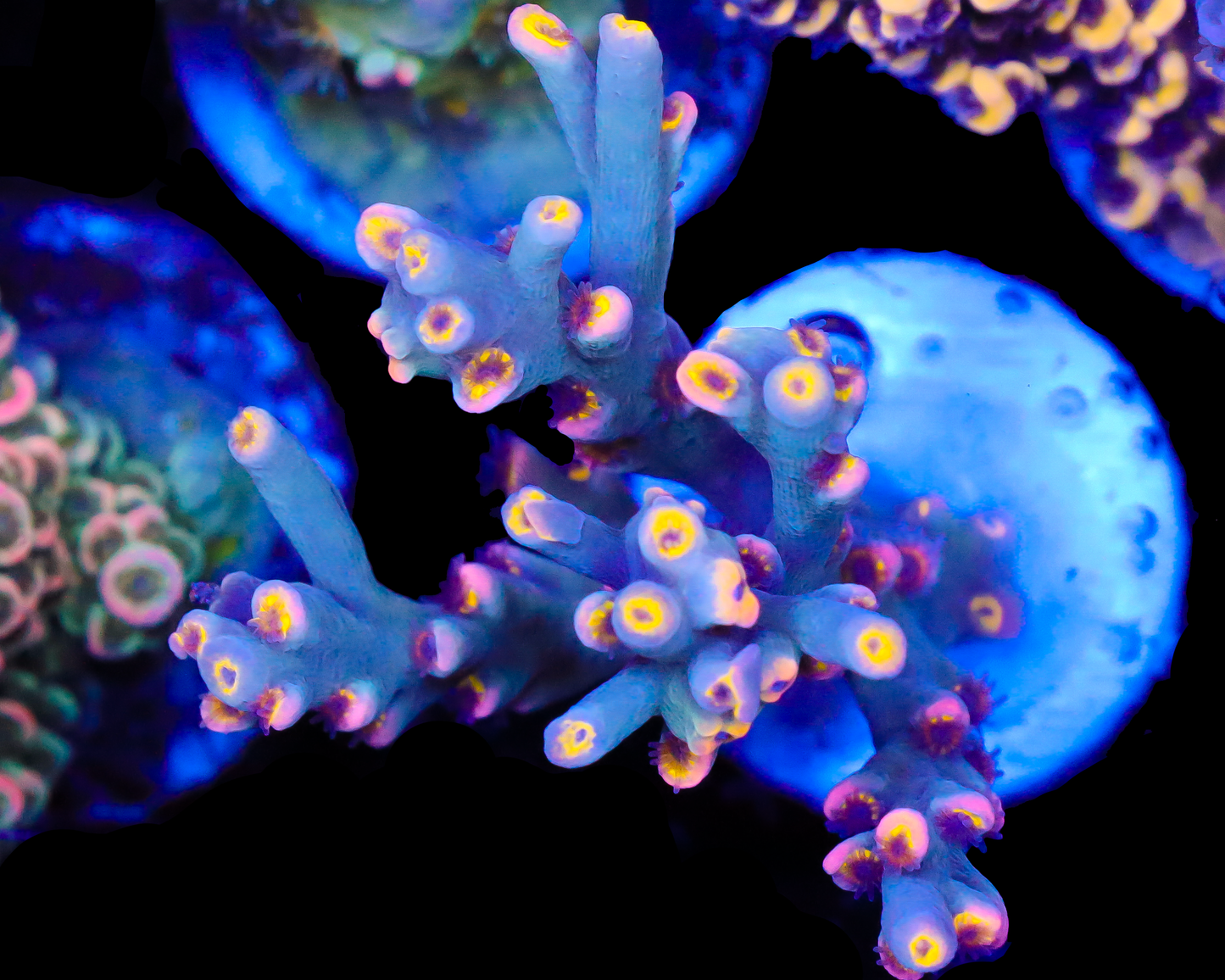 818'S BLUES CLUES SPECIOSA