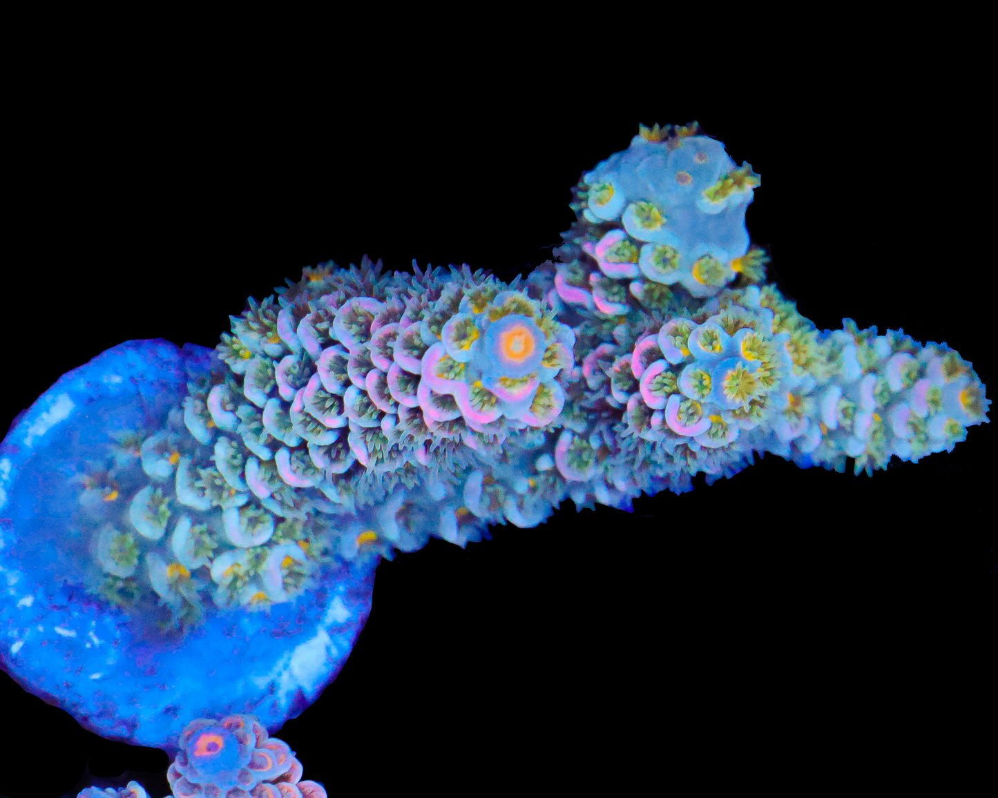 818'S BLUE FLAME TENUIS CHUNK