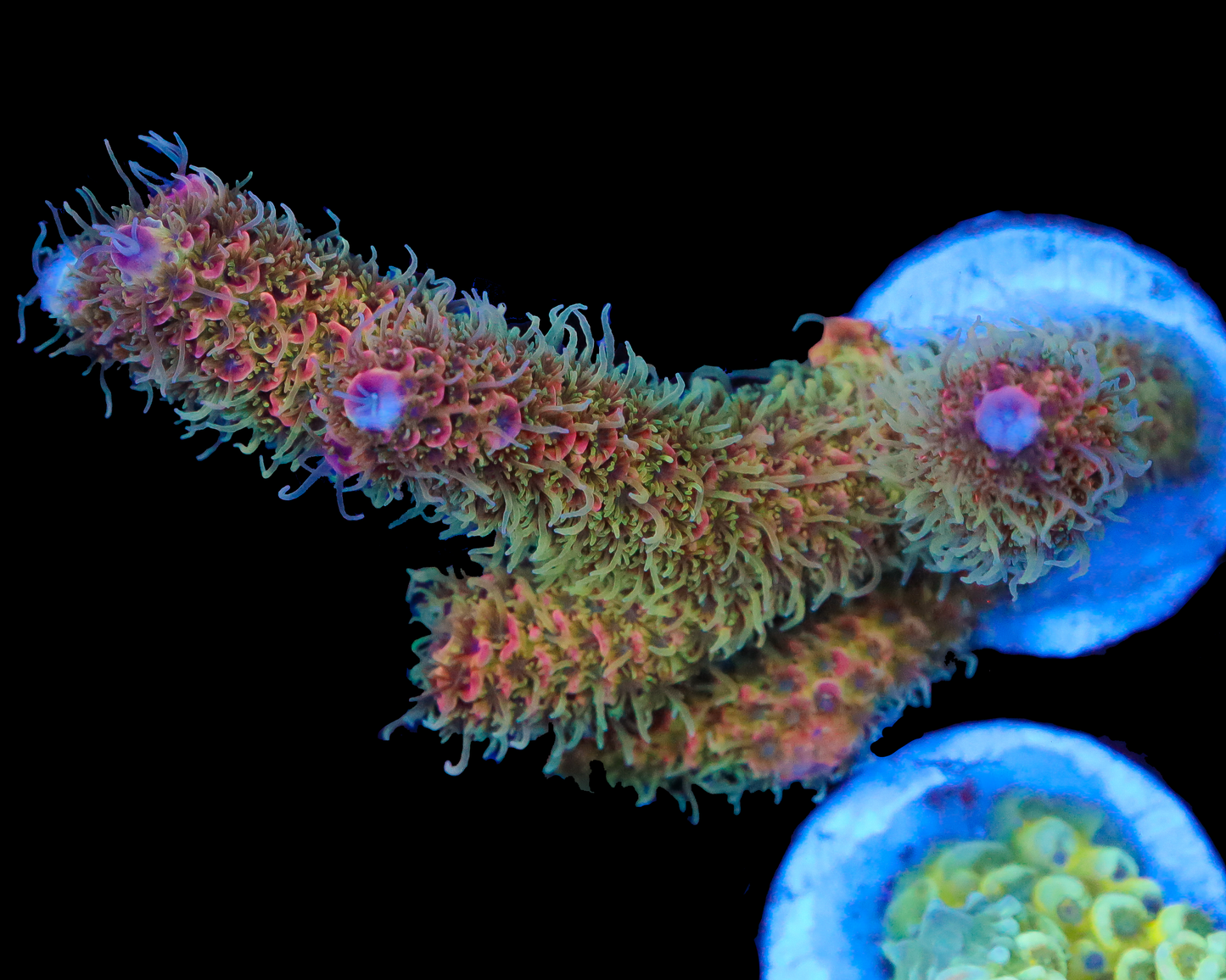 818'S SUNDROP MILLIE CHUNK