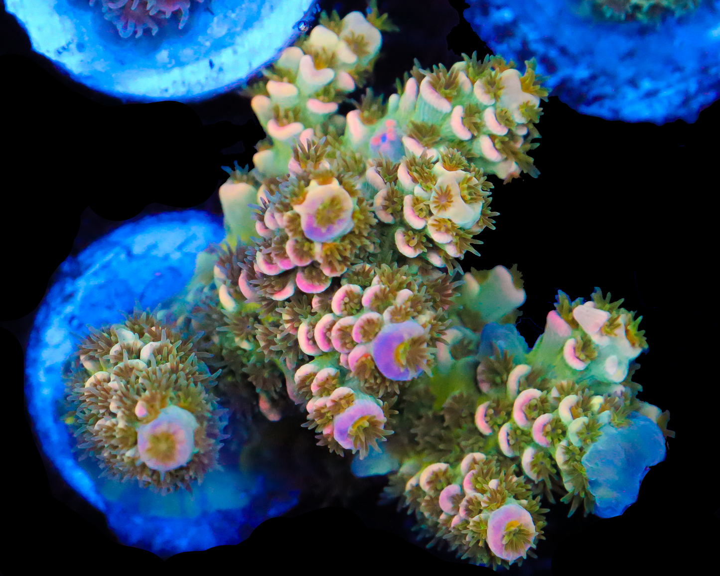 818'S BAJA BLAST TENUIS