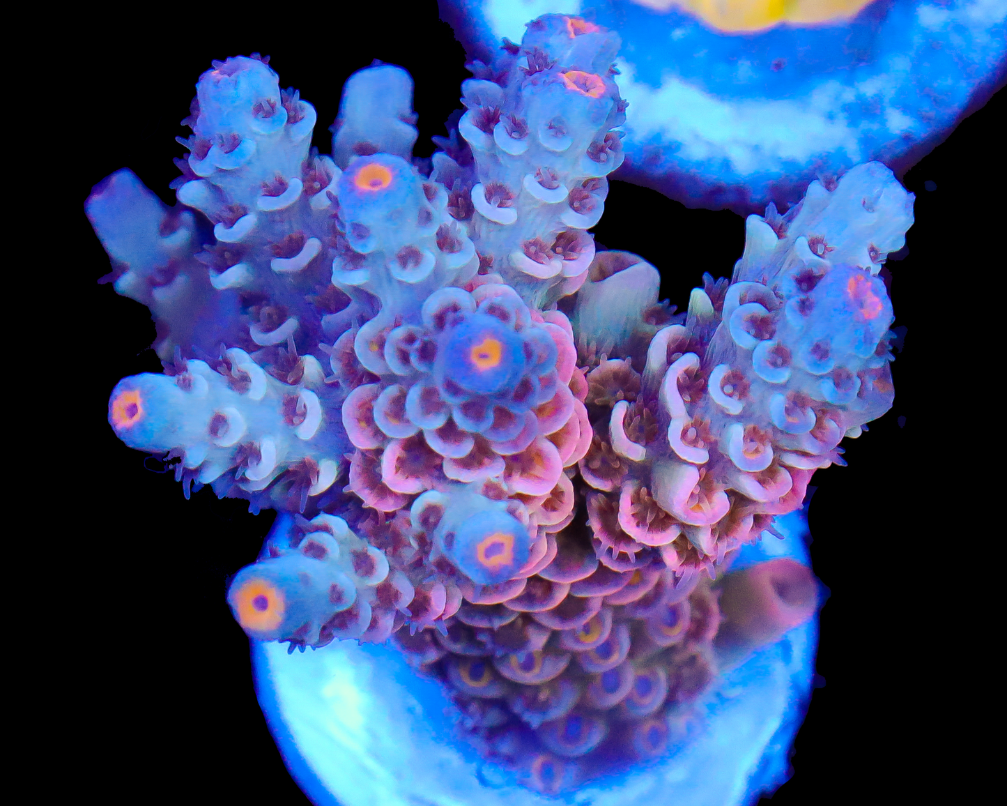 818'S BLOW POP TENUIS