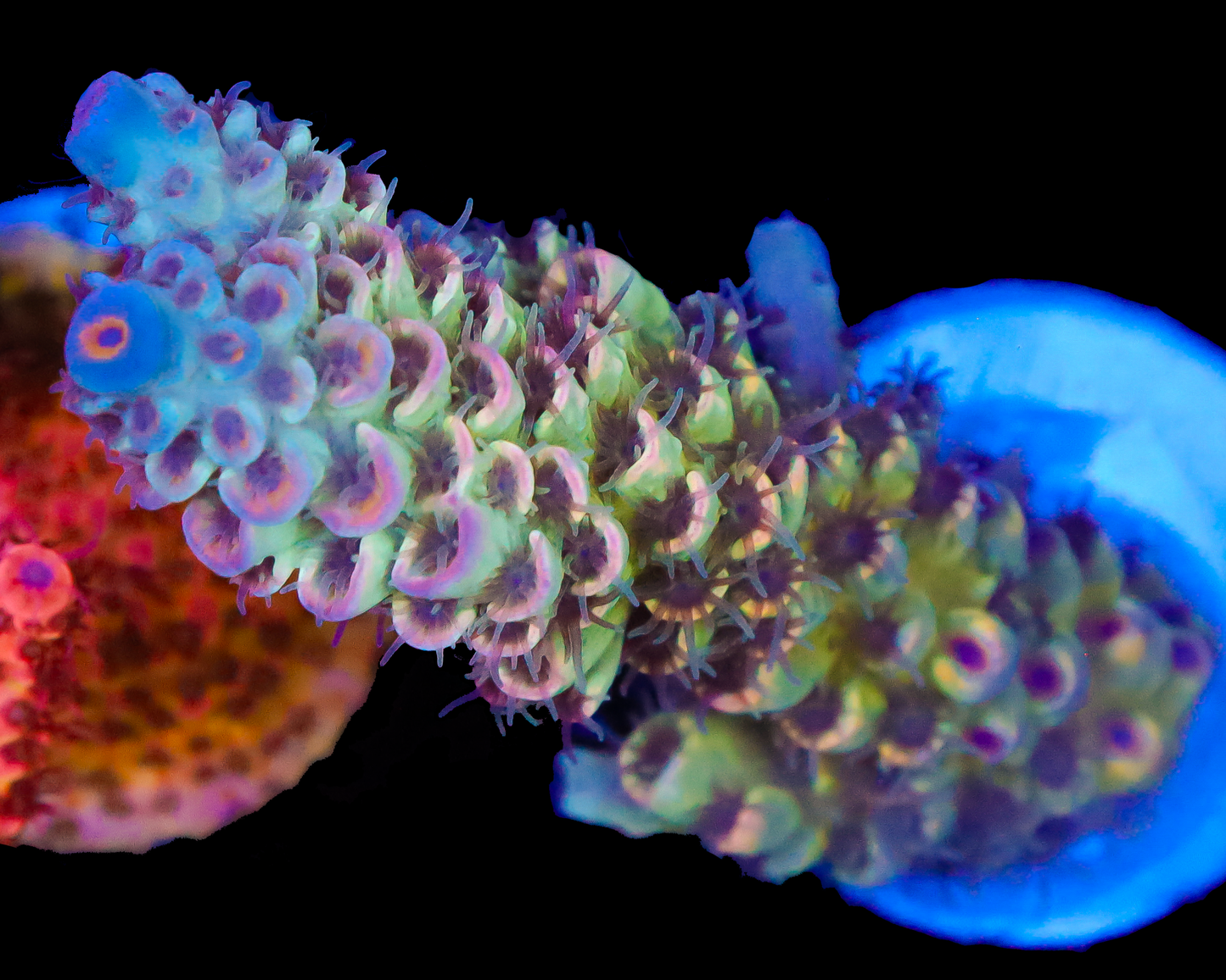 818'S SOUR GRAPES TENUIS