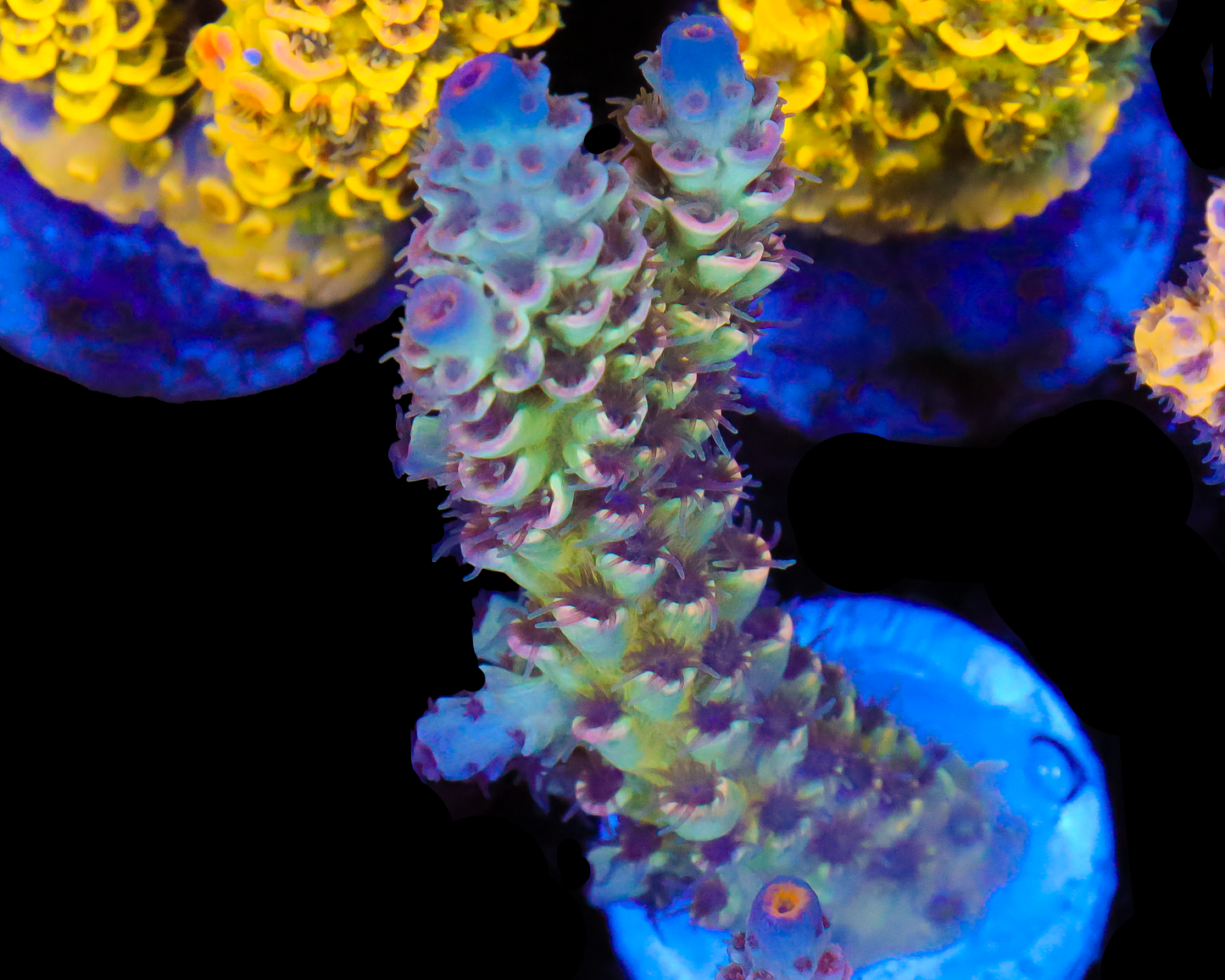 818'S SOUR GRAPES TENUIS