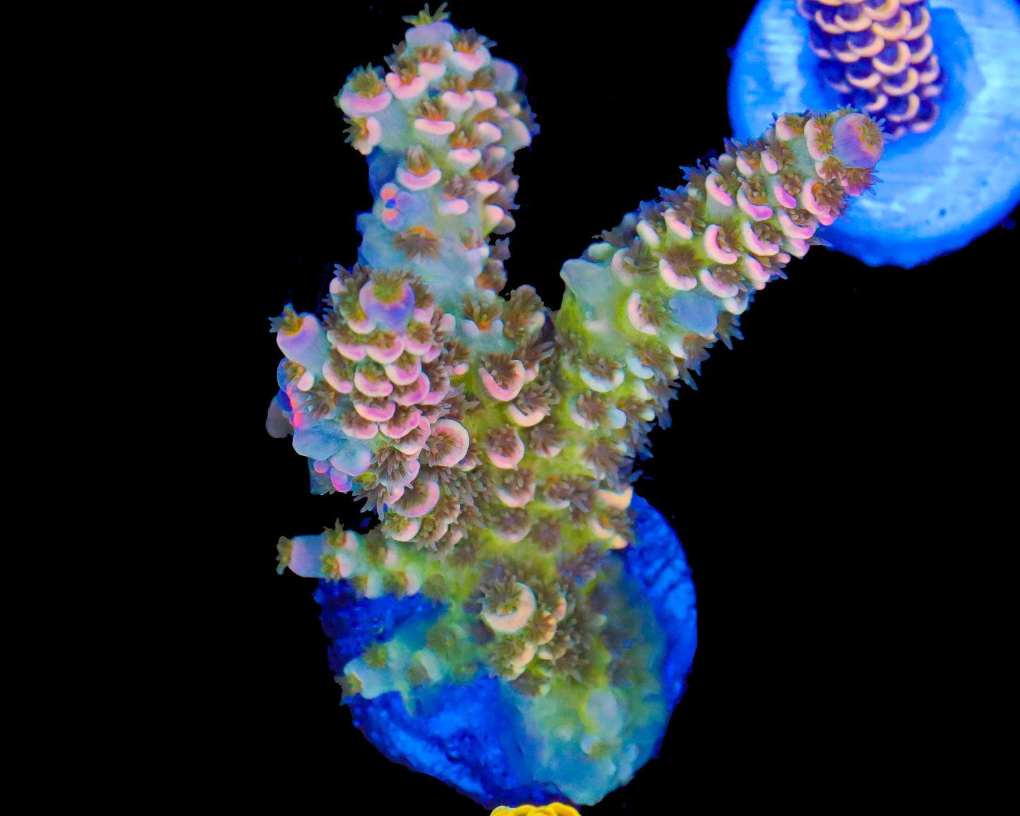 818'S BAJA BLAST TENUIS