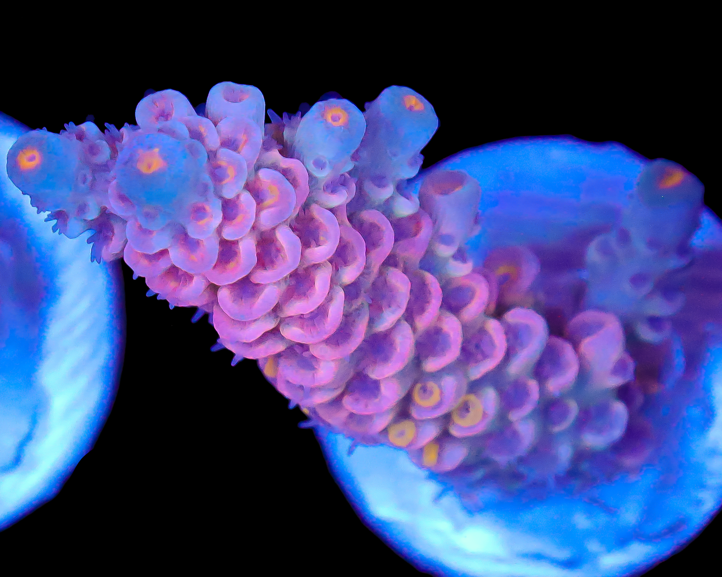 818'S BLOW POP TENUIS