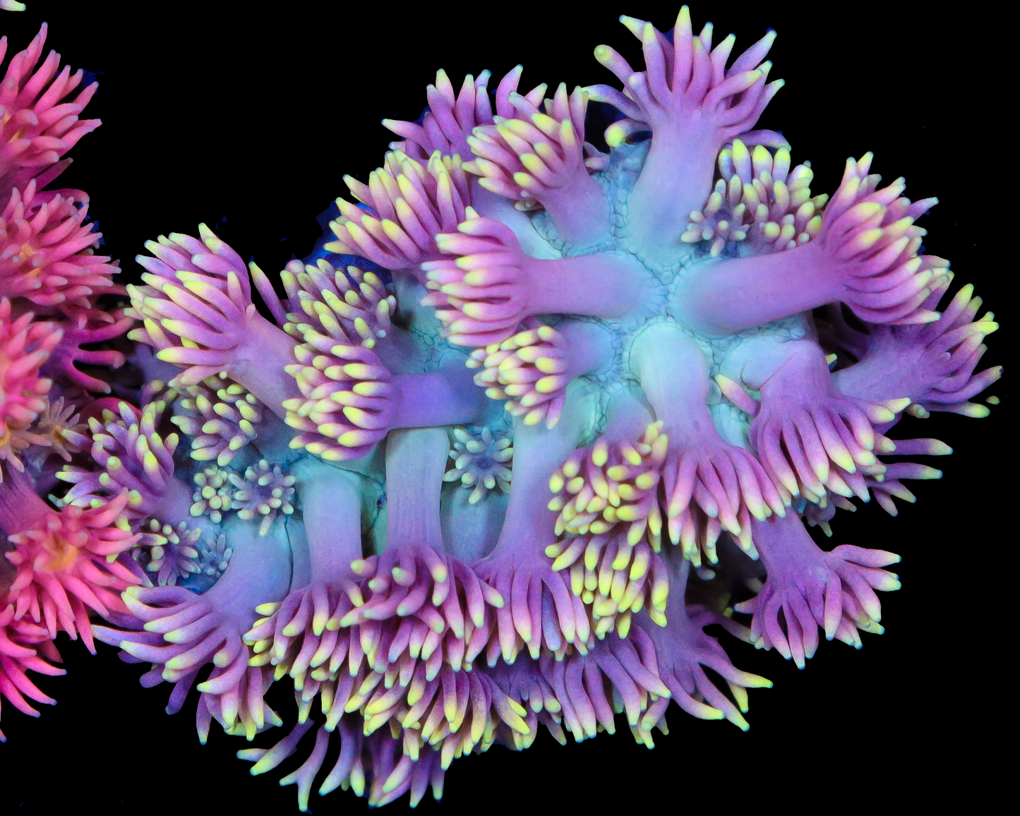 818'S GRAPE SPRITE GONI