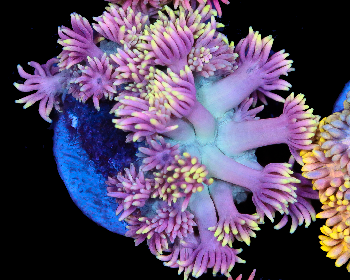 818'S PURPLE KUSH GONI