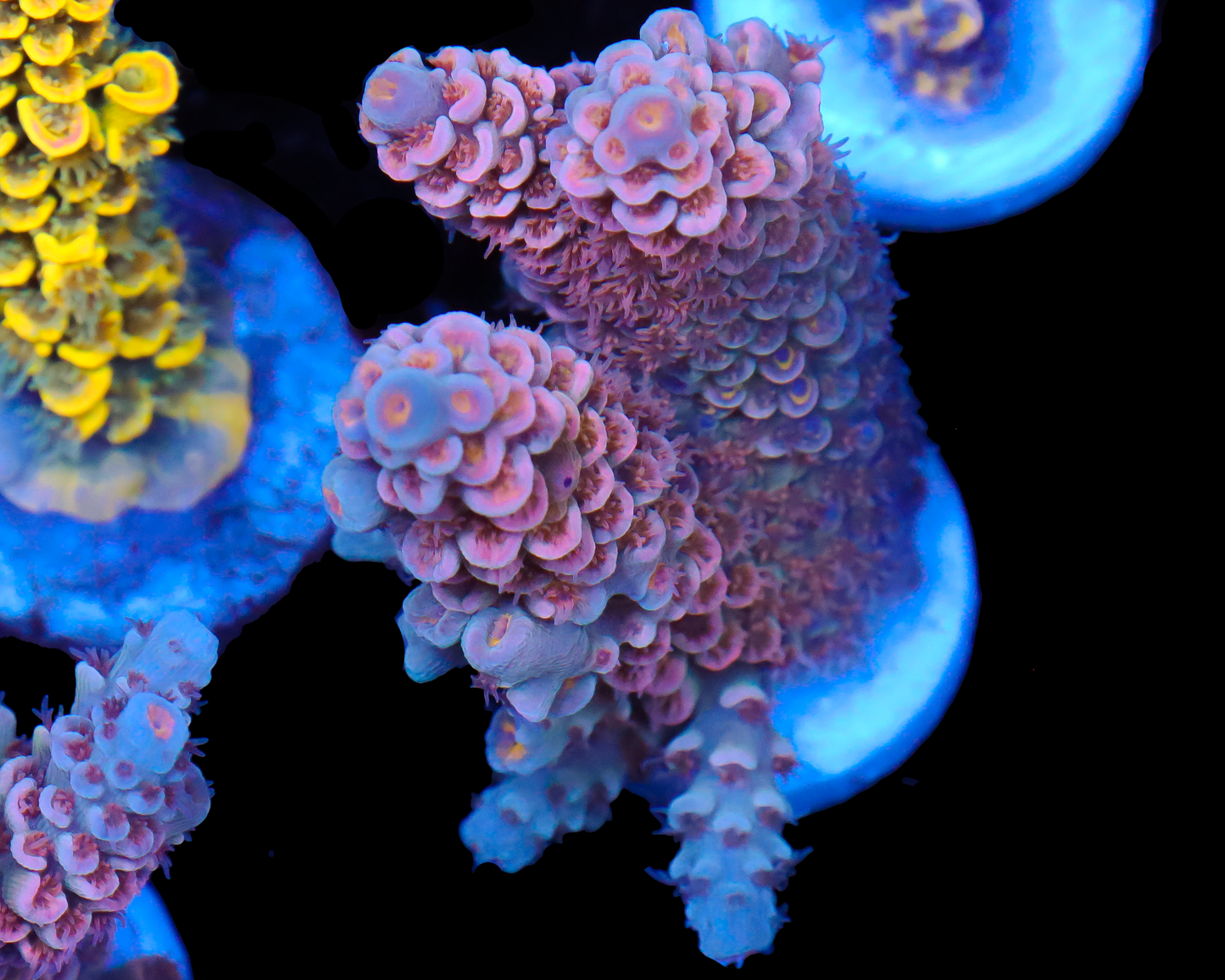 818'S PEACH COBBLER TENUIS CHUNKY