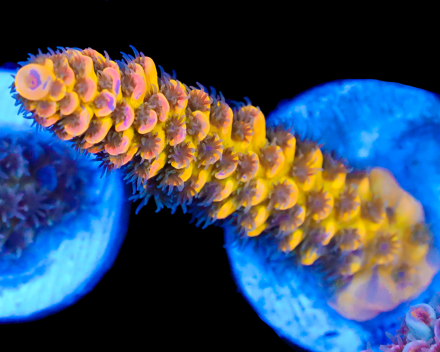 818'S FREAK SHOW TENUIS