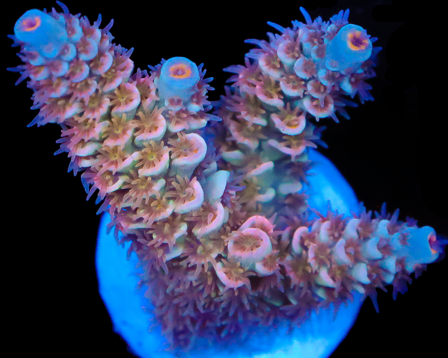 818'S MAD MAX TENUIS