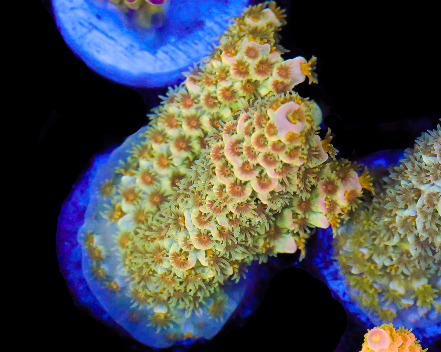 818'S CITRUS SQUEEZE TENUIS