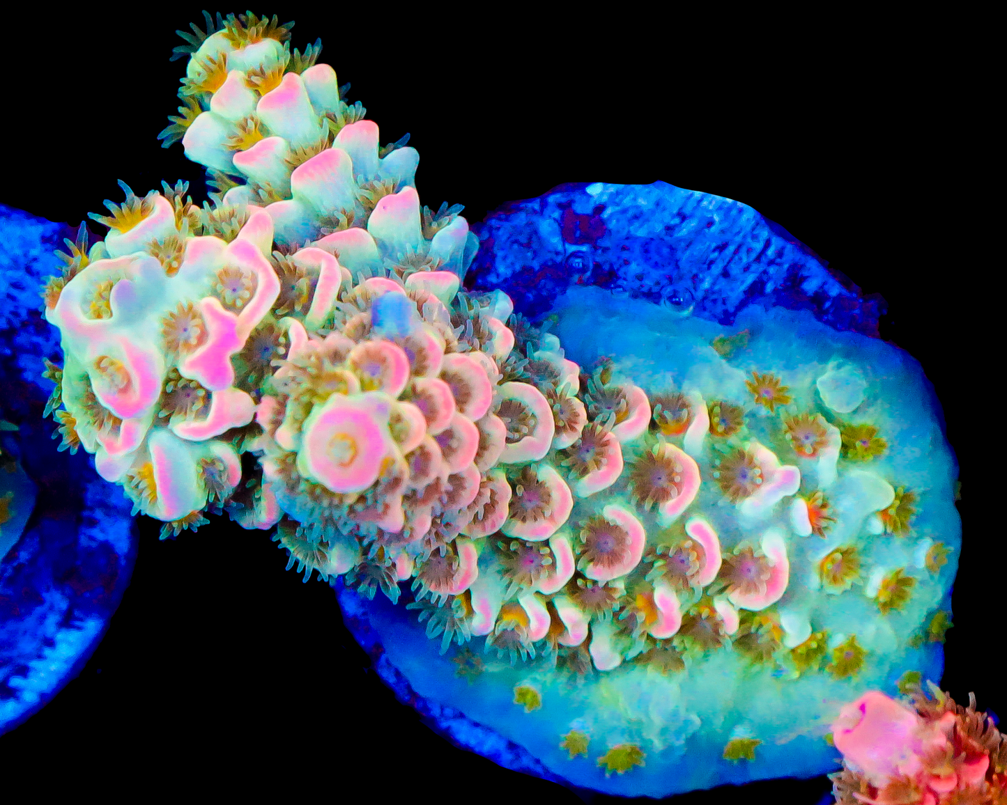 818'S PRETTY PRINCESS TENUIS