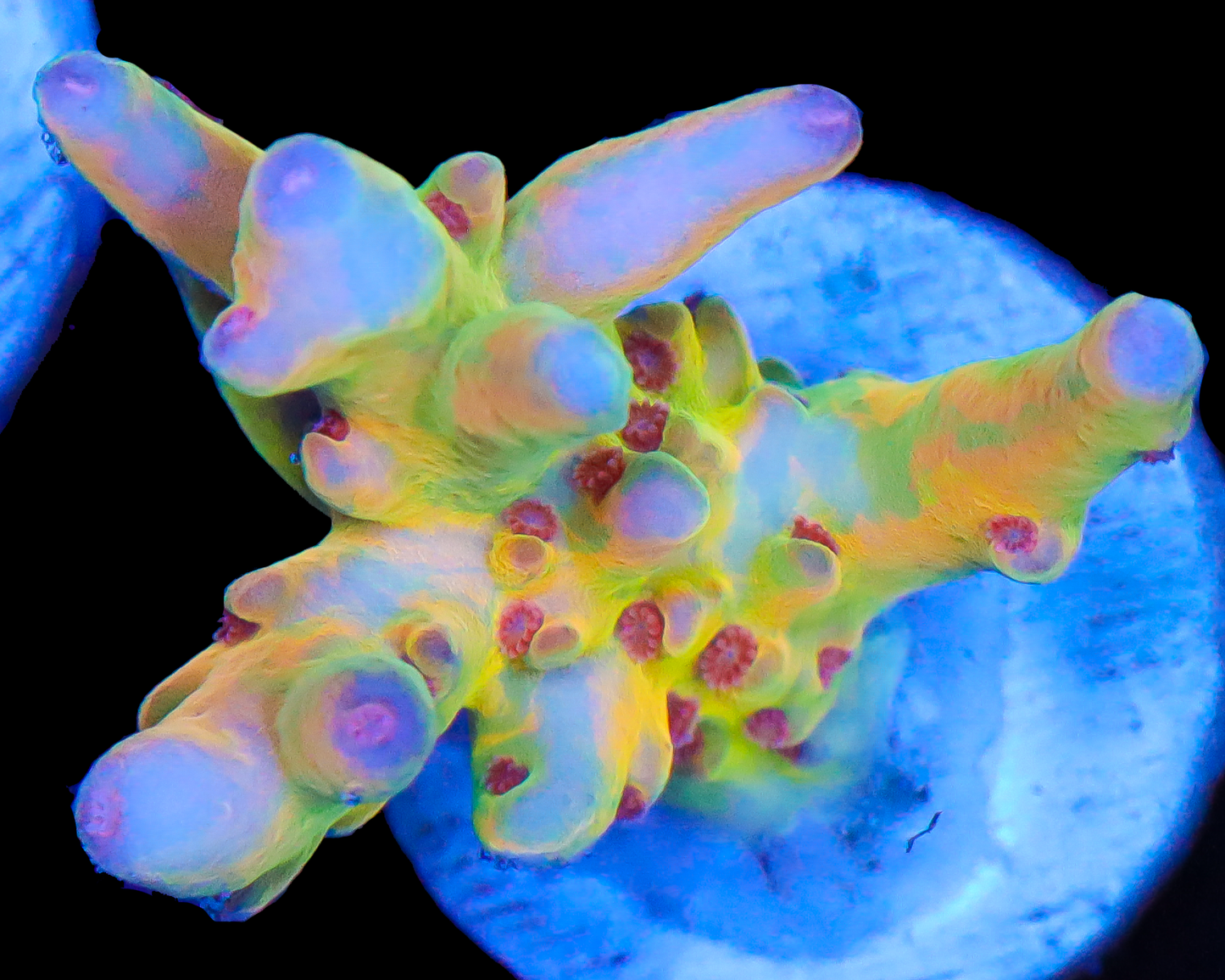 818'S PSYCLONE LOKANI SMALL