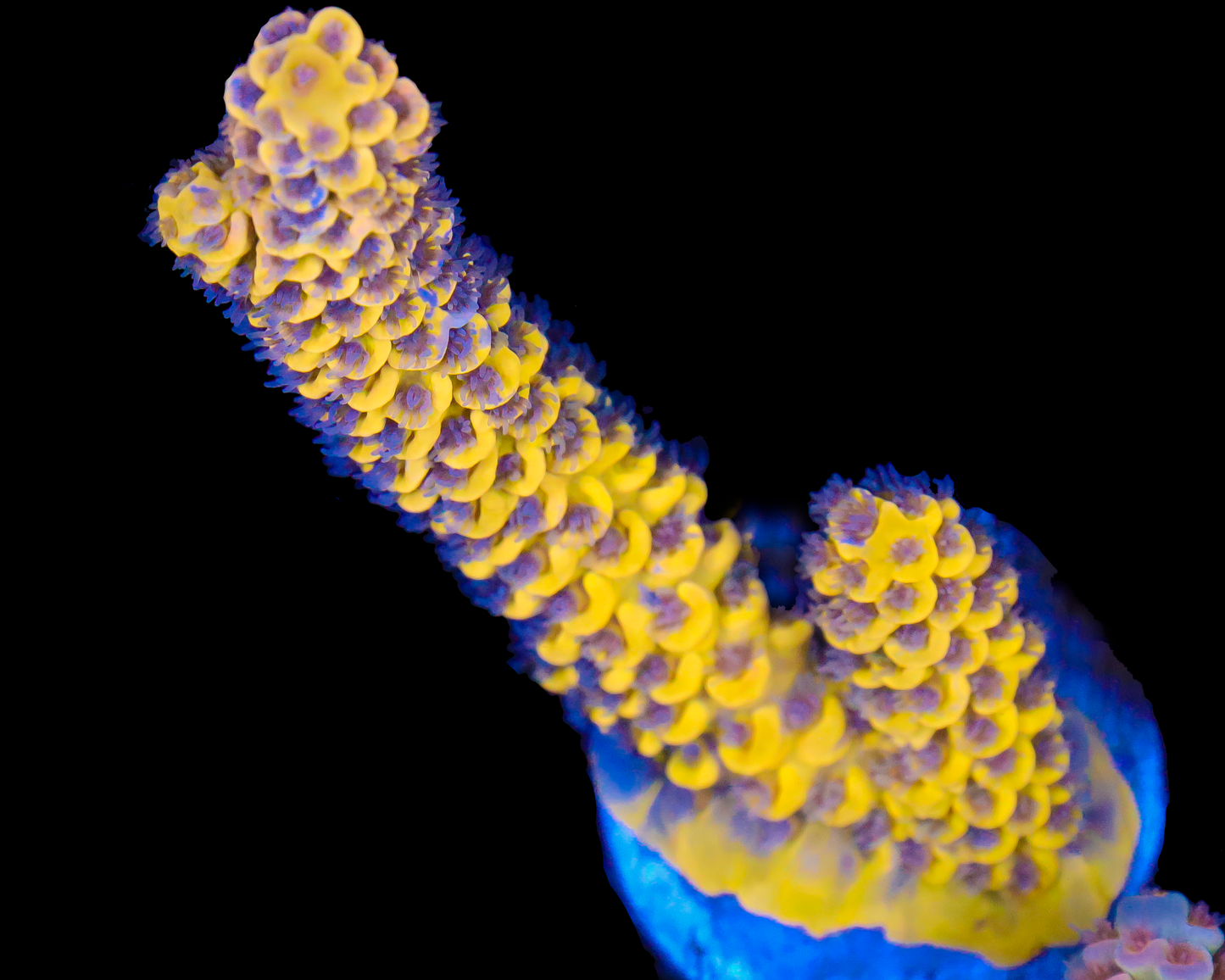 818'S WILLIES WONDER TENUIS CHUNKY