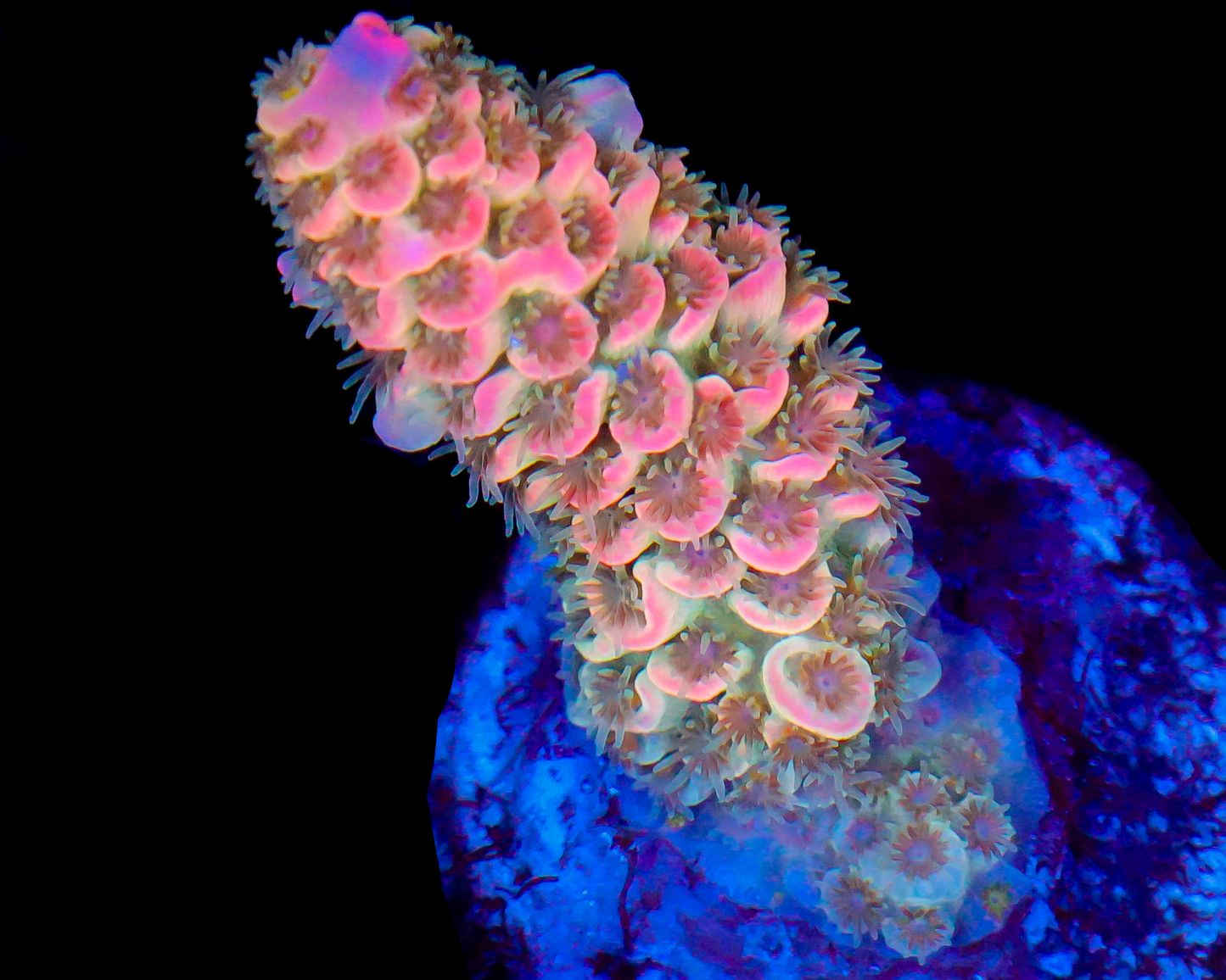 818'S MALIBU BARBIE TENUIS