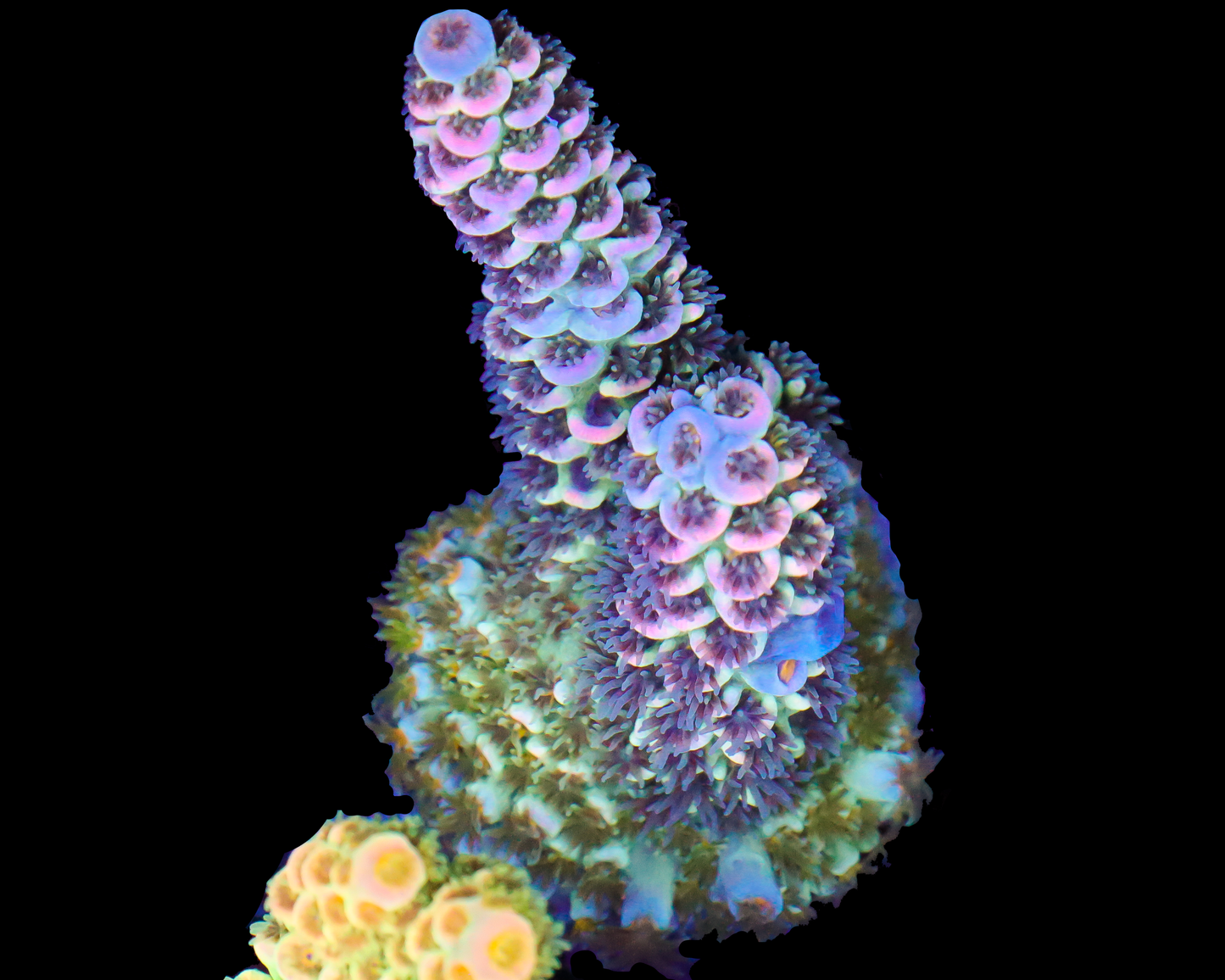 818'S GRAPE APE TENUIS