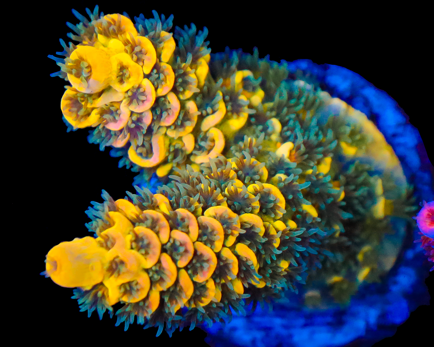 818'S BLUEBERRY SPLICE TENUIS