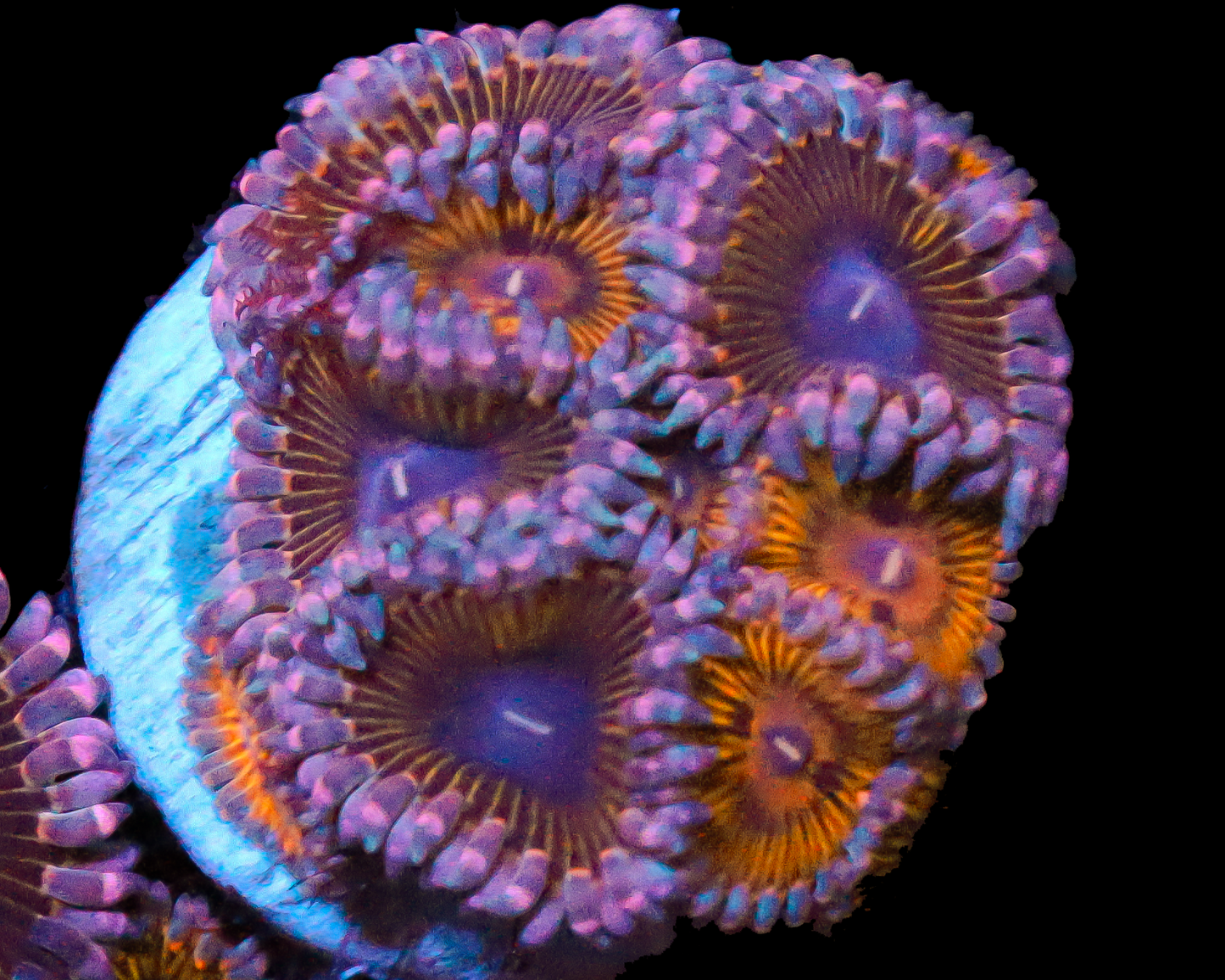 STRATOCASTER ZOA COMBO