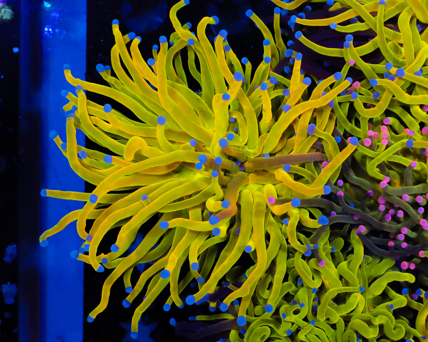 ULTRA GRAFTED HOLY GRAIL TORCH