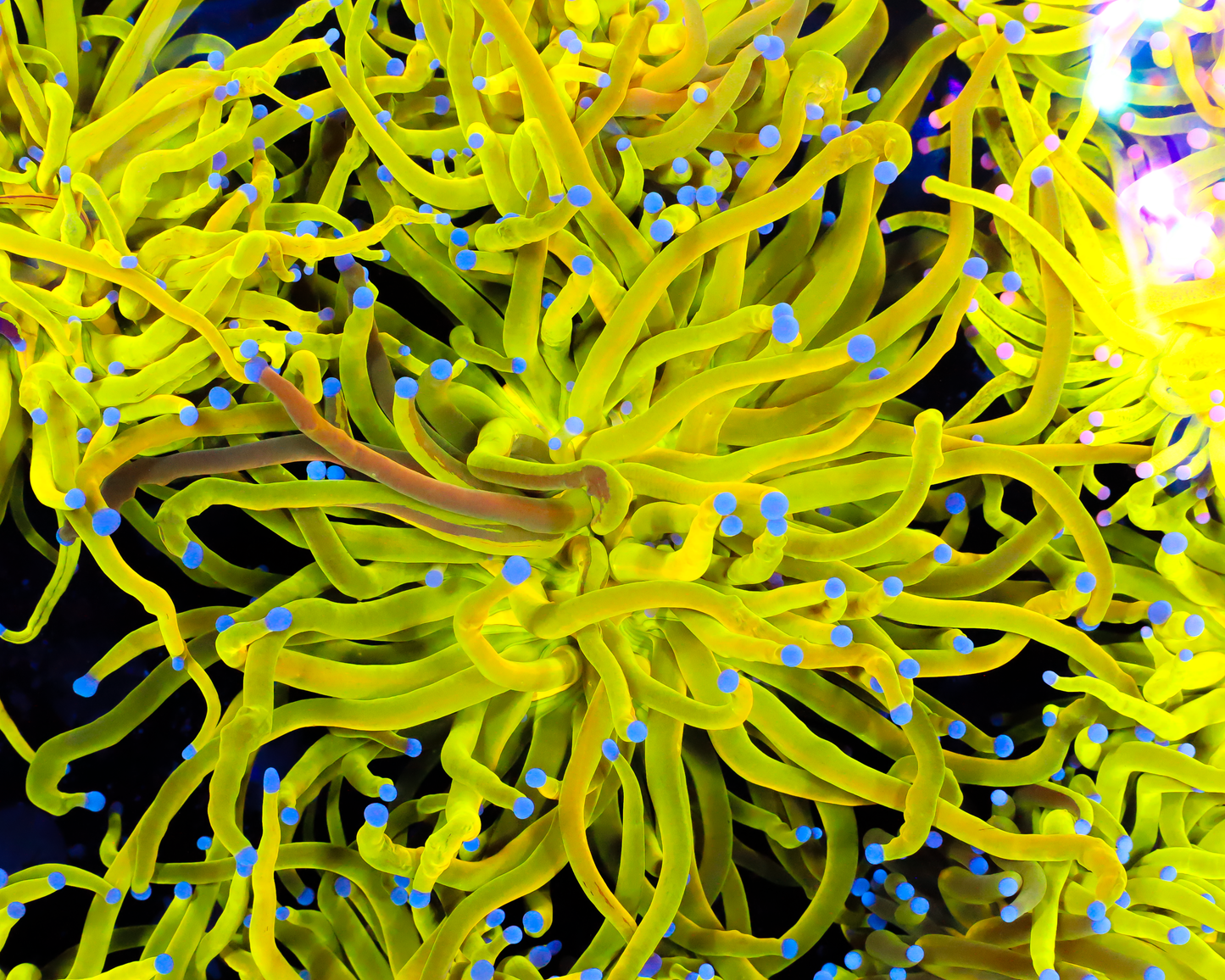 ULTRA GRAFTED HOLY GRAIL TORCH