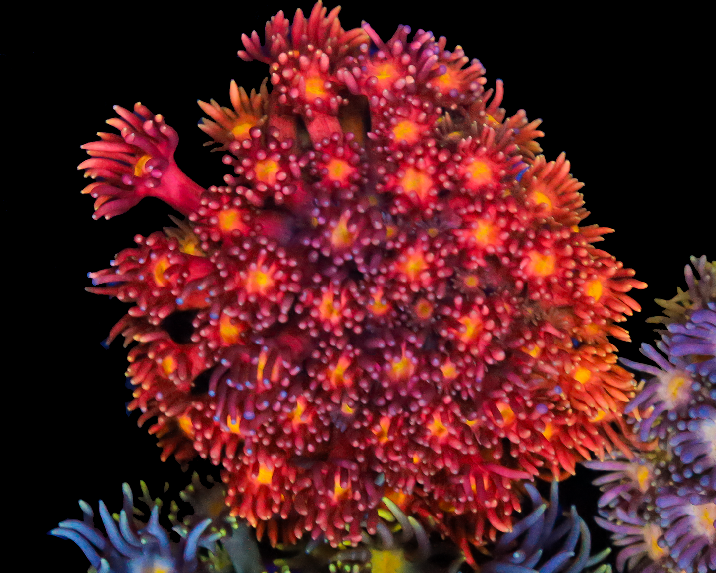 818'S AWESOME BLOSSOM GONI