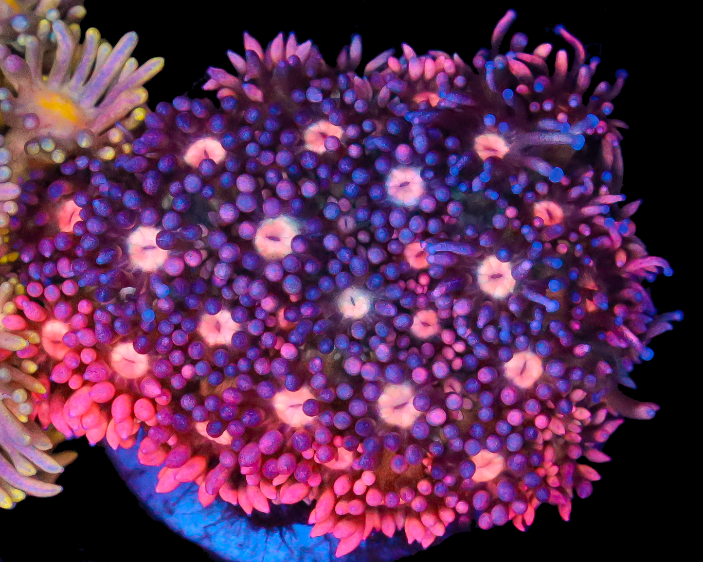 818'S COSMIC PUNCH GONI NEW RELEASE