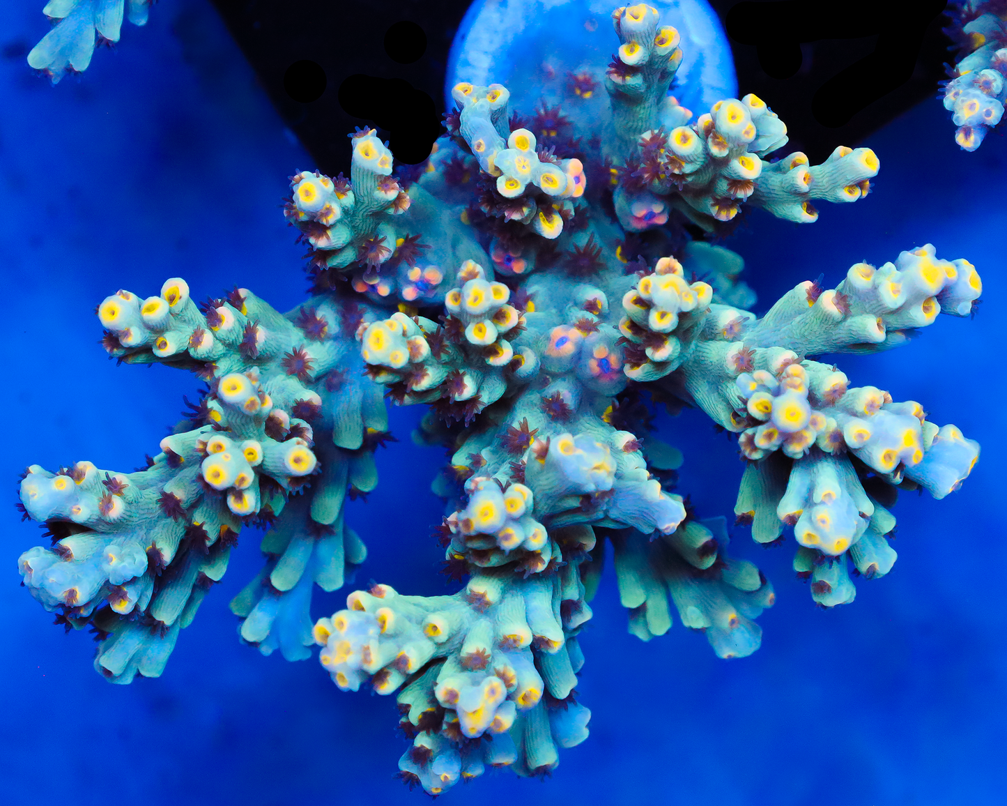 818'S SPECIOSA XL MINI COLONY