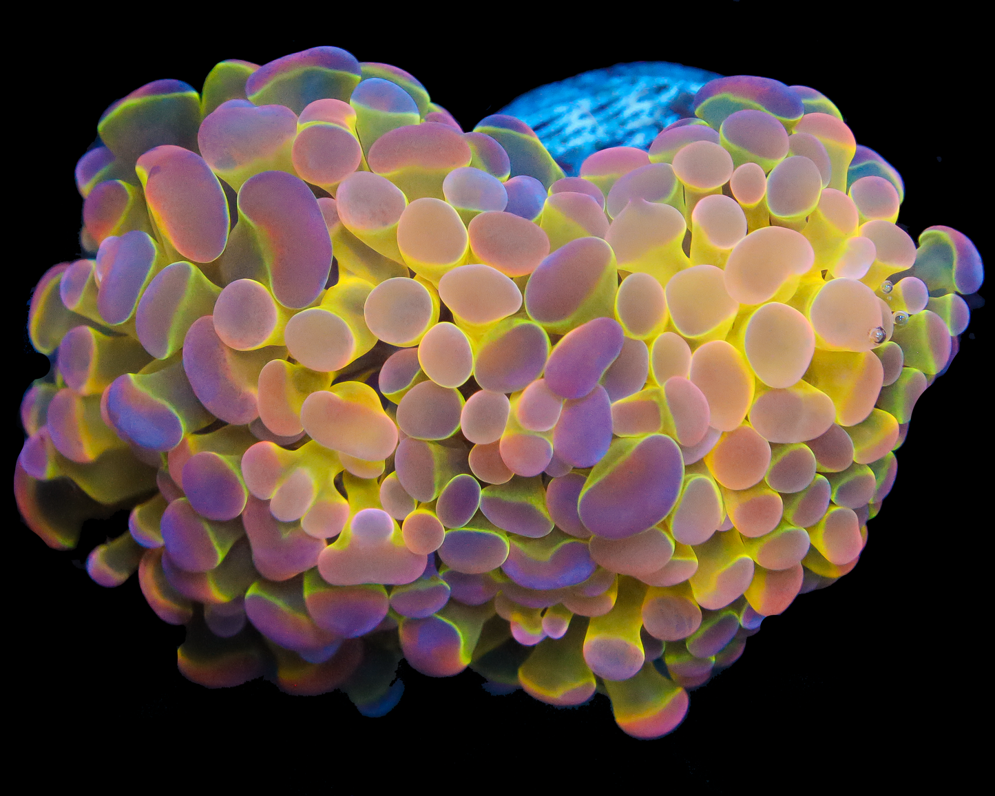 818'S ULTRA HOLOGRAM BRANCHING HAMMER