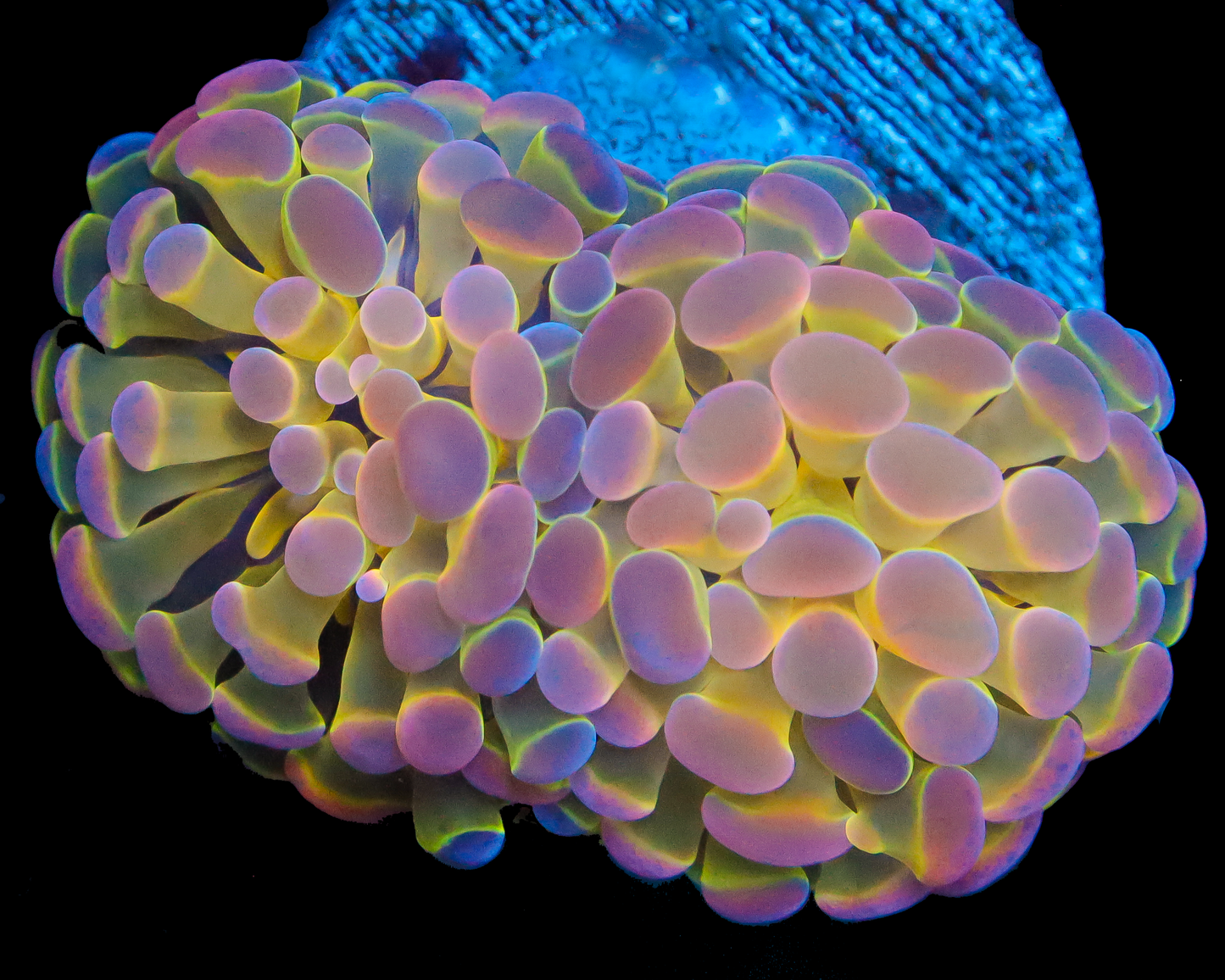 818'S ULTRA HOLOGRAM BRANCHING HAMMER