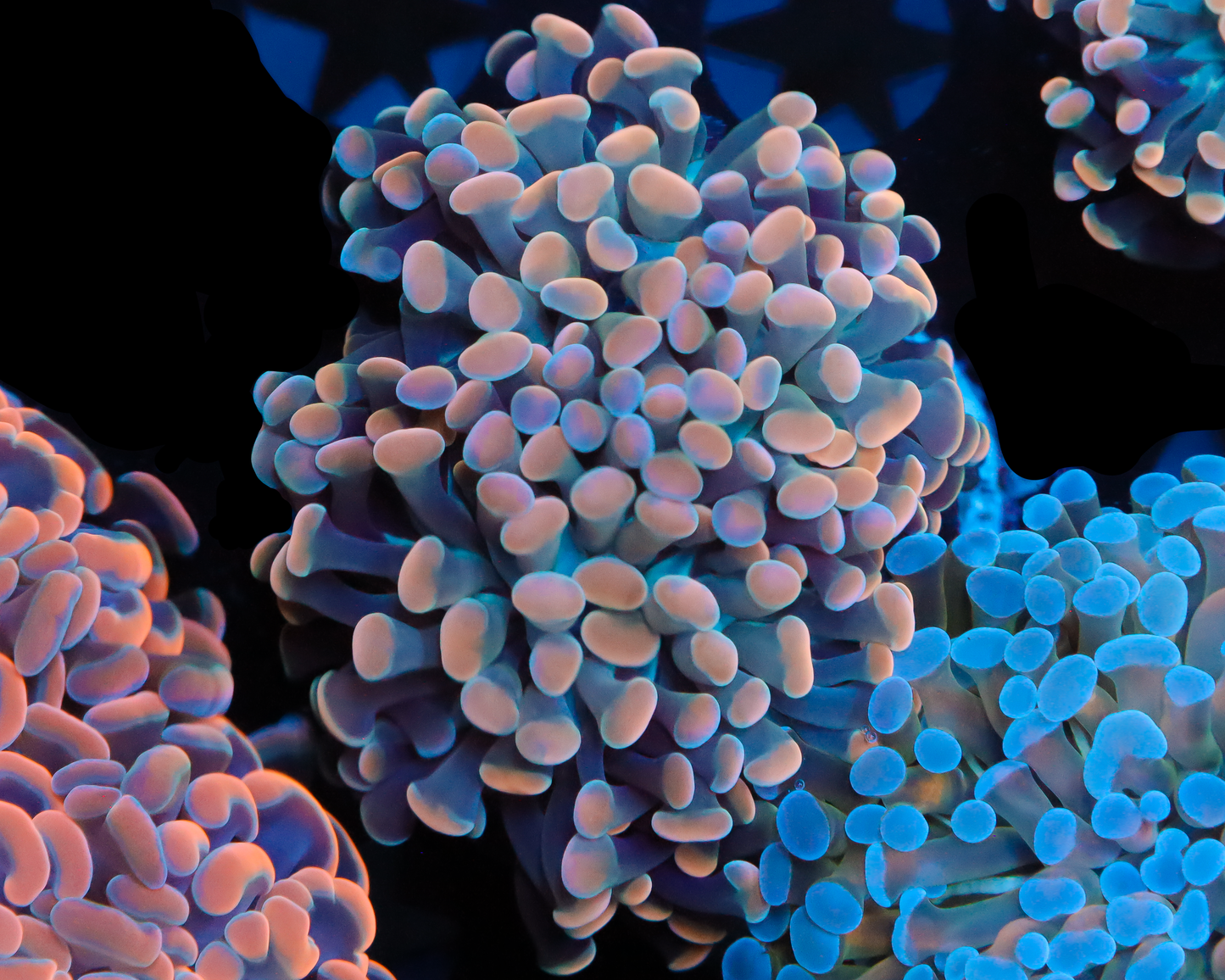 RAINBOW BRANCHING HAMMER