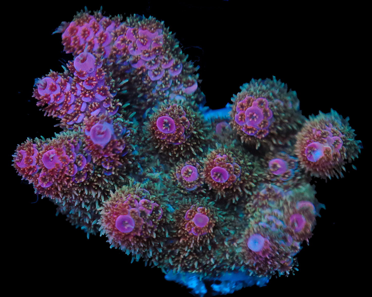 818'S GRAPE CRUNCH ACRO