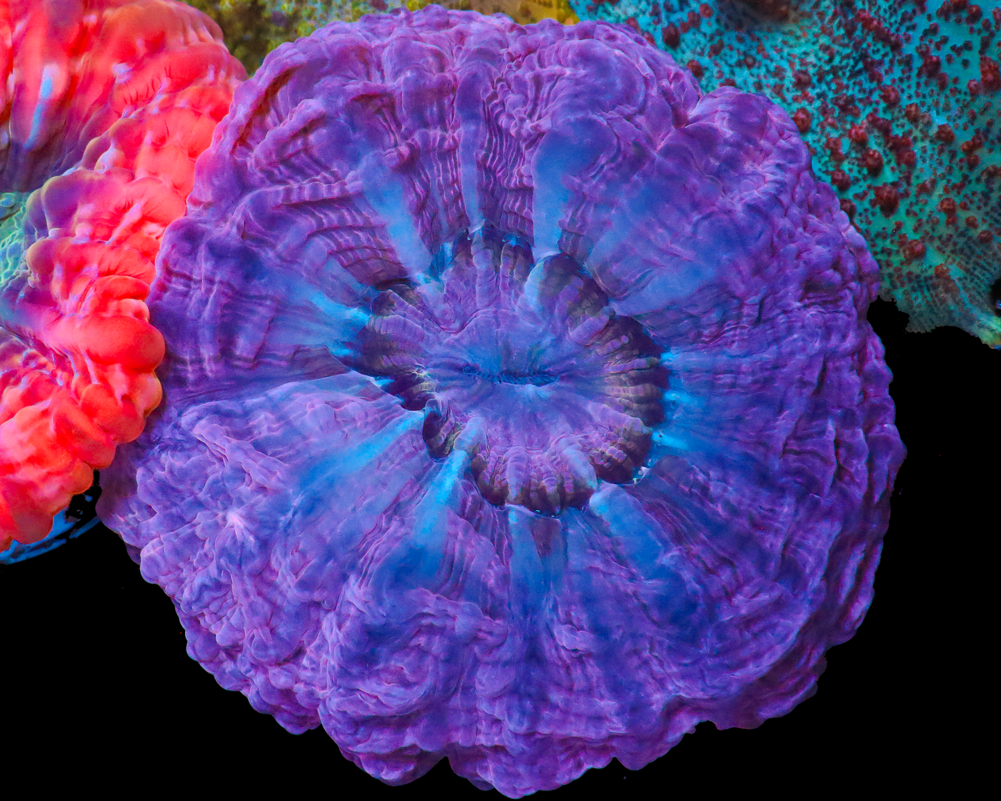 PERFECT PURPLE CYNARYNIA VERY UNIQUE