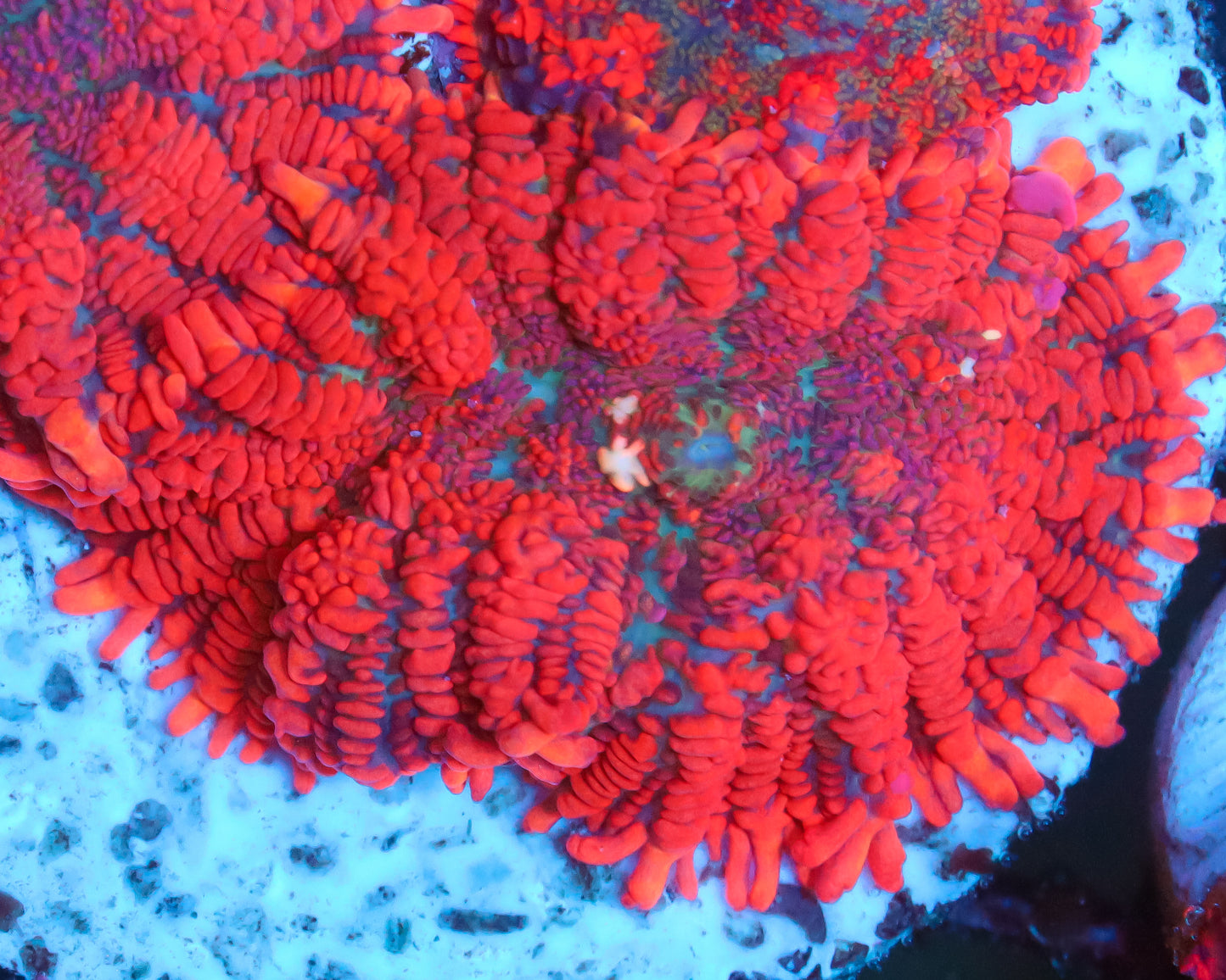 818'S HOT LAVA MUSHROOM