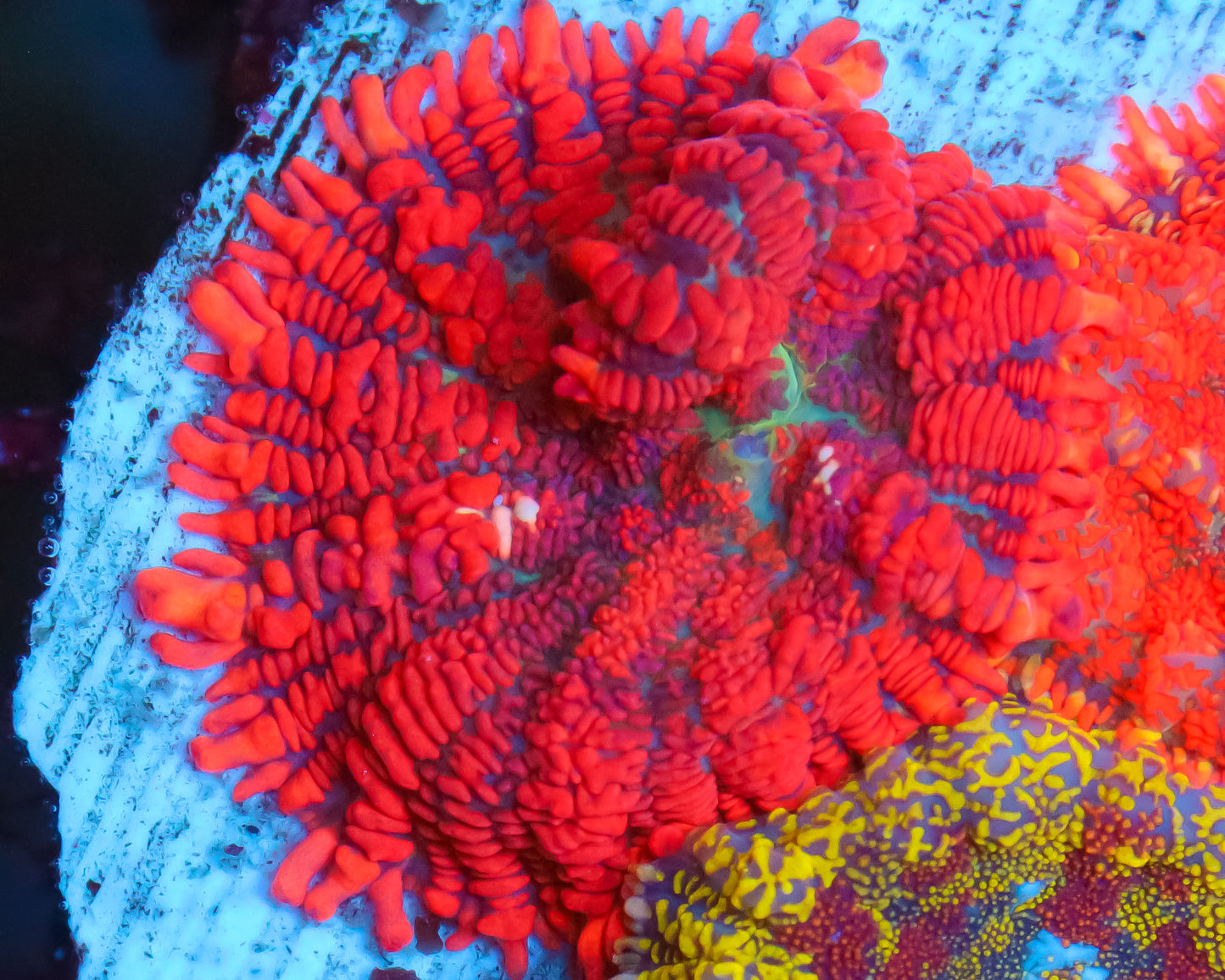 818'S HOT LAVA MUSHROOM
