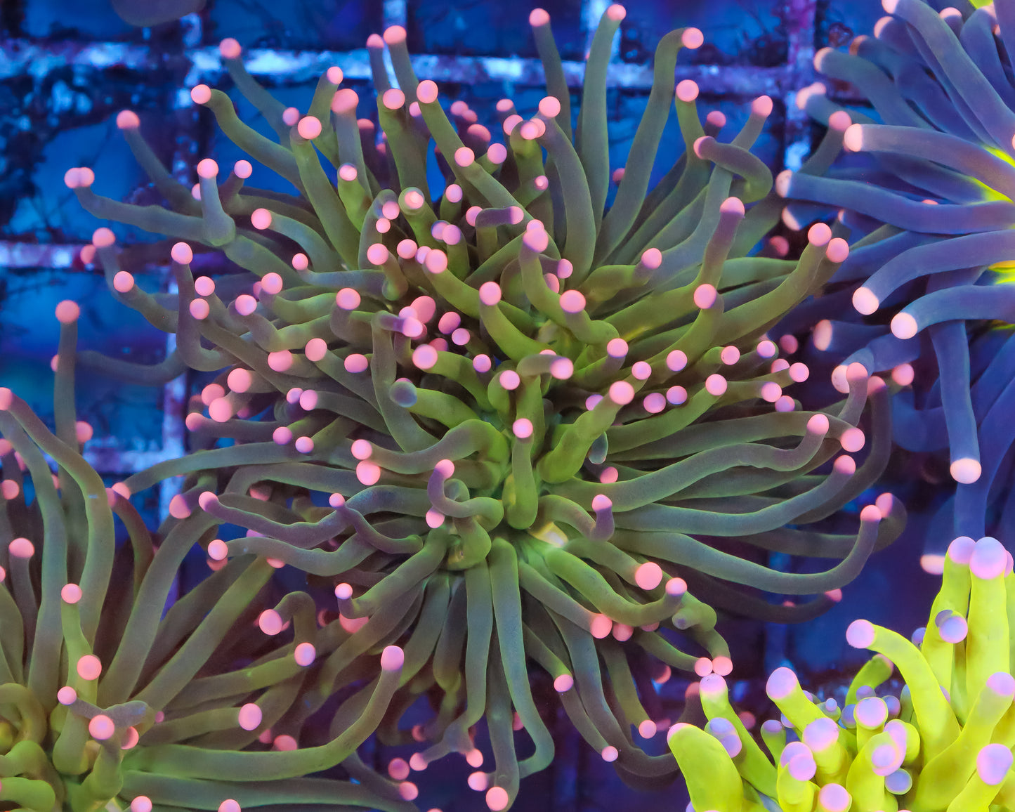 PINK TIP INDO TORCH