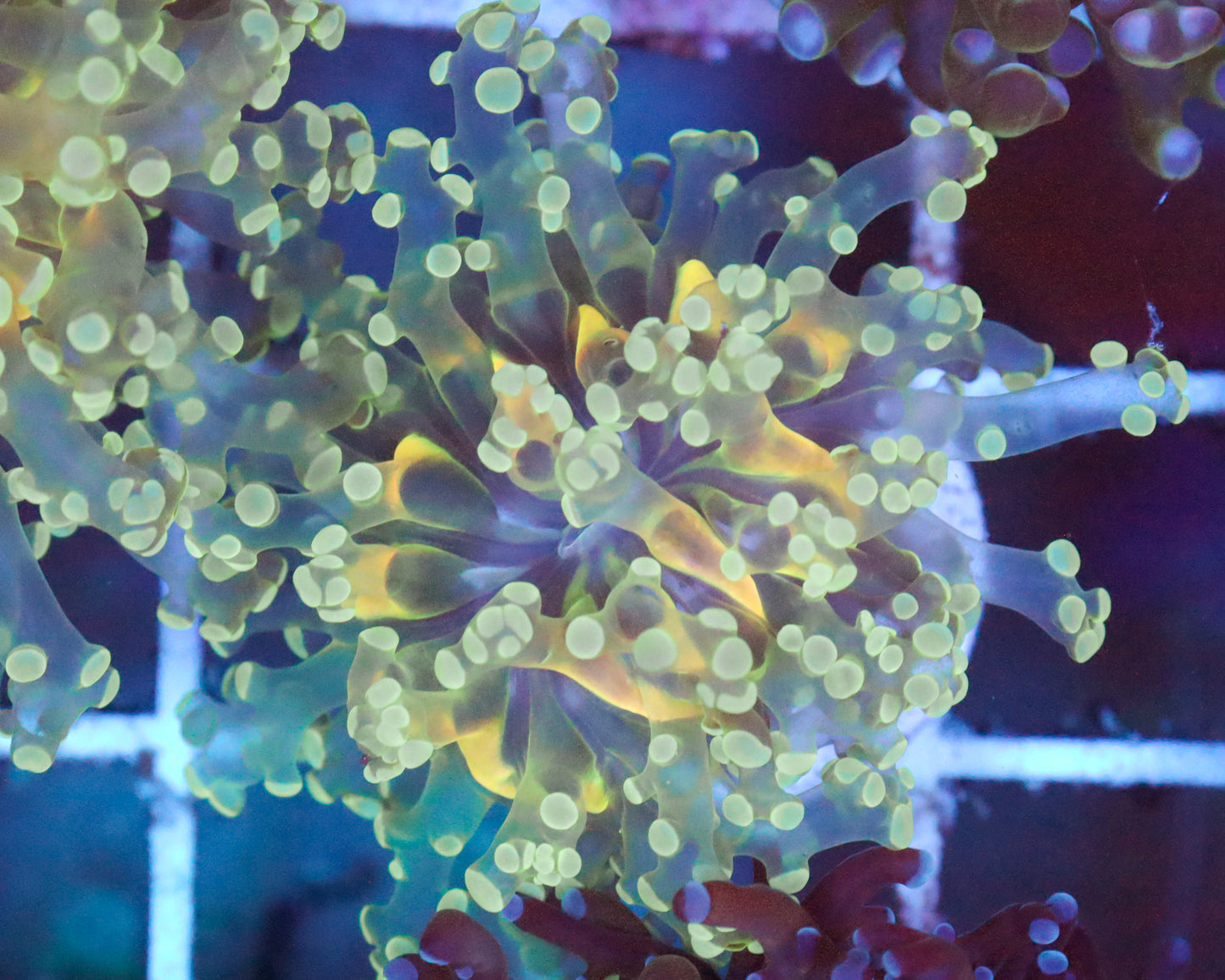 818'S AQUAMAN FROGSPAWN