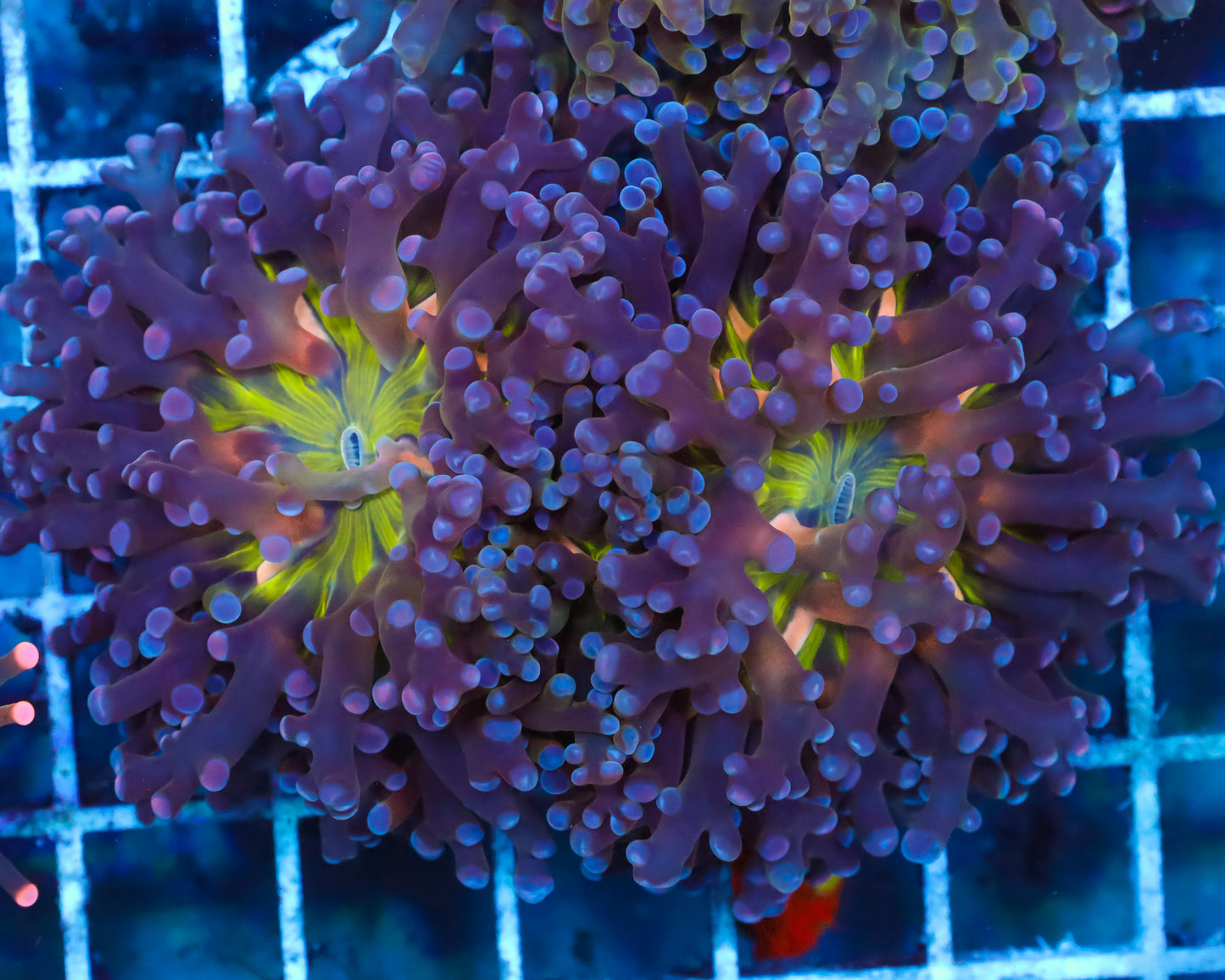 ULTRA MALAYSIAN FROGSPAWN FIRST RELEASE!! 2 HEADS