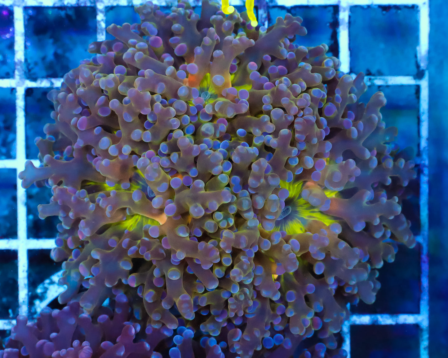 ULTRA MALAYSIAN FROGSPAWN FIRST RELEASE!! 2 HEADS