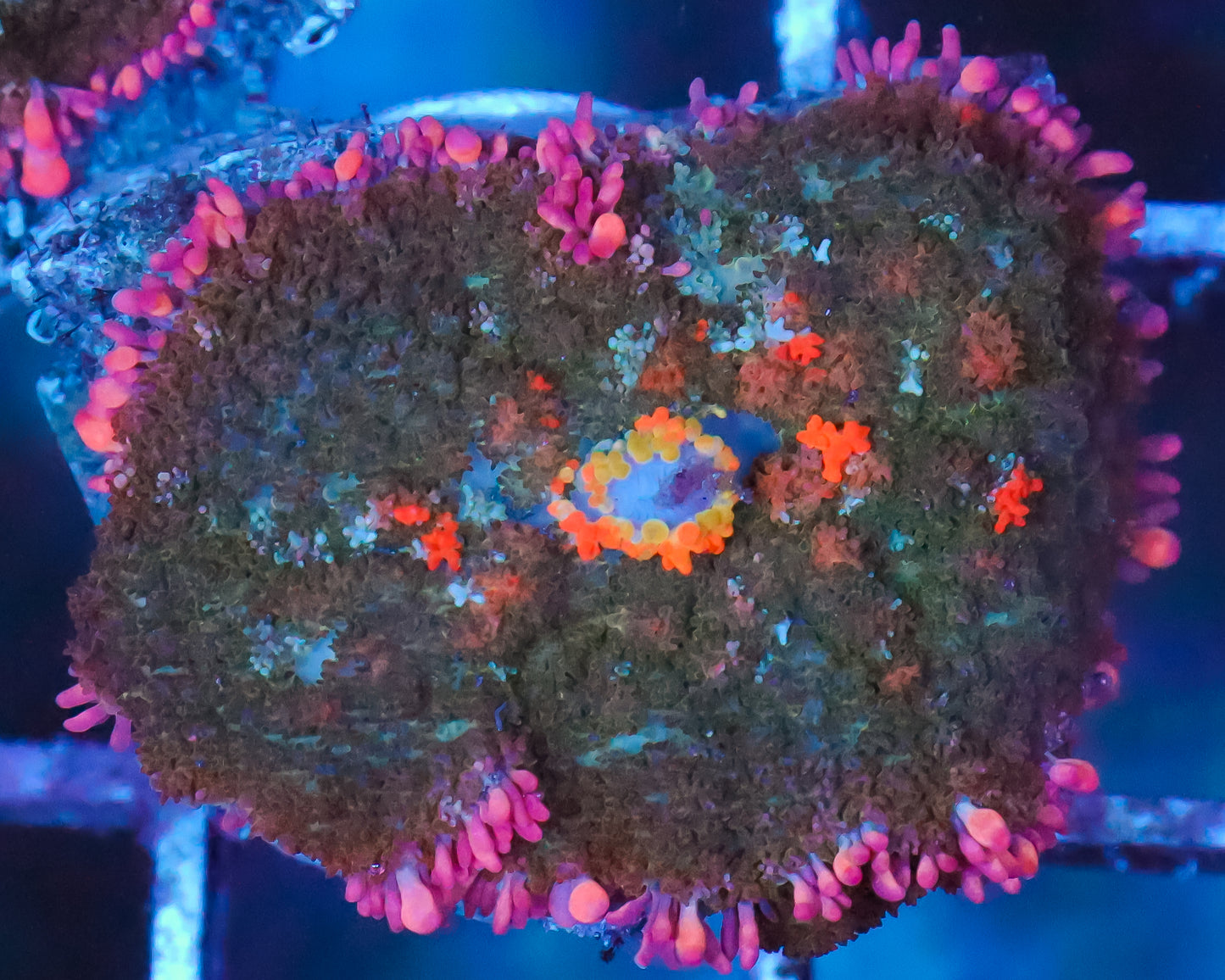 818'S MAUI SUNSET MUSHROOM NEW RELEASE