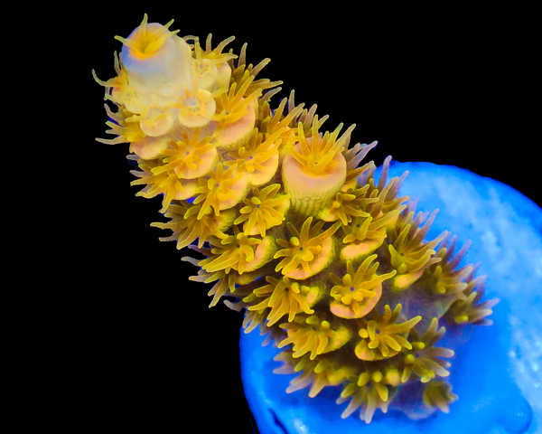 818'S XJ-13 TENUIS AQUACULTURED