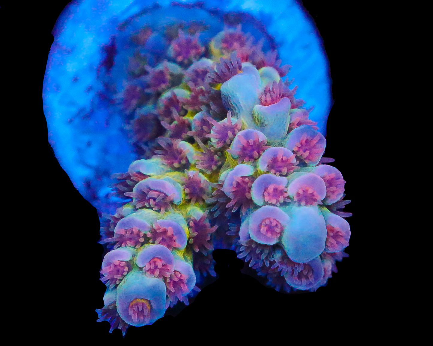 818'S SIN CITY TENUIS AQUACULTURE SMALL