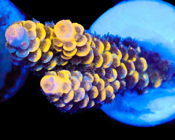 818'S BLUEBERRY SPLICE GRAFTED TENUIS