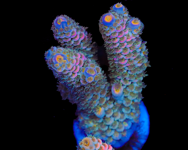 818'S BLUEBERRY BUBBLEGUM TENUIS