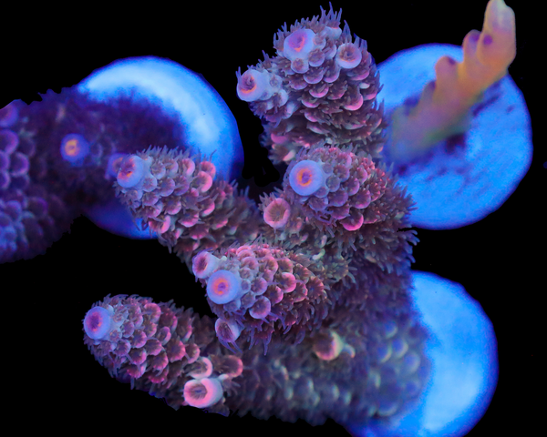 818'S FRUIT JUICE TENUIS MINI COLONY