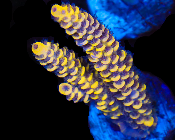 818'S BUMBLEBEE GRAFTED TENUIS