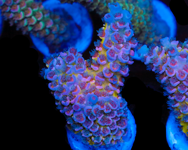 818'S SIN CITY TENUIS PRIZE CHUNK